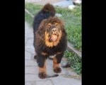Tibetski mastif, štenci